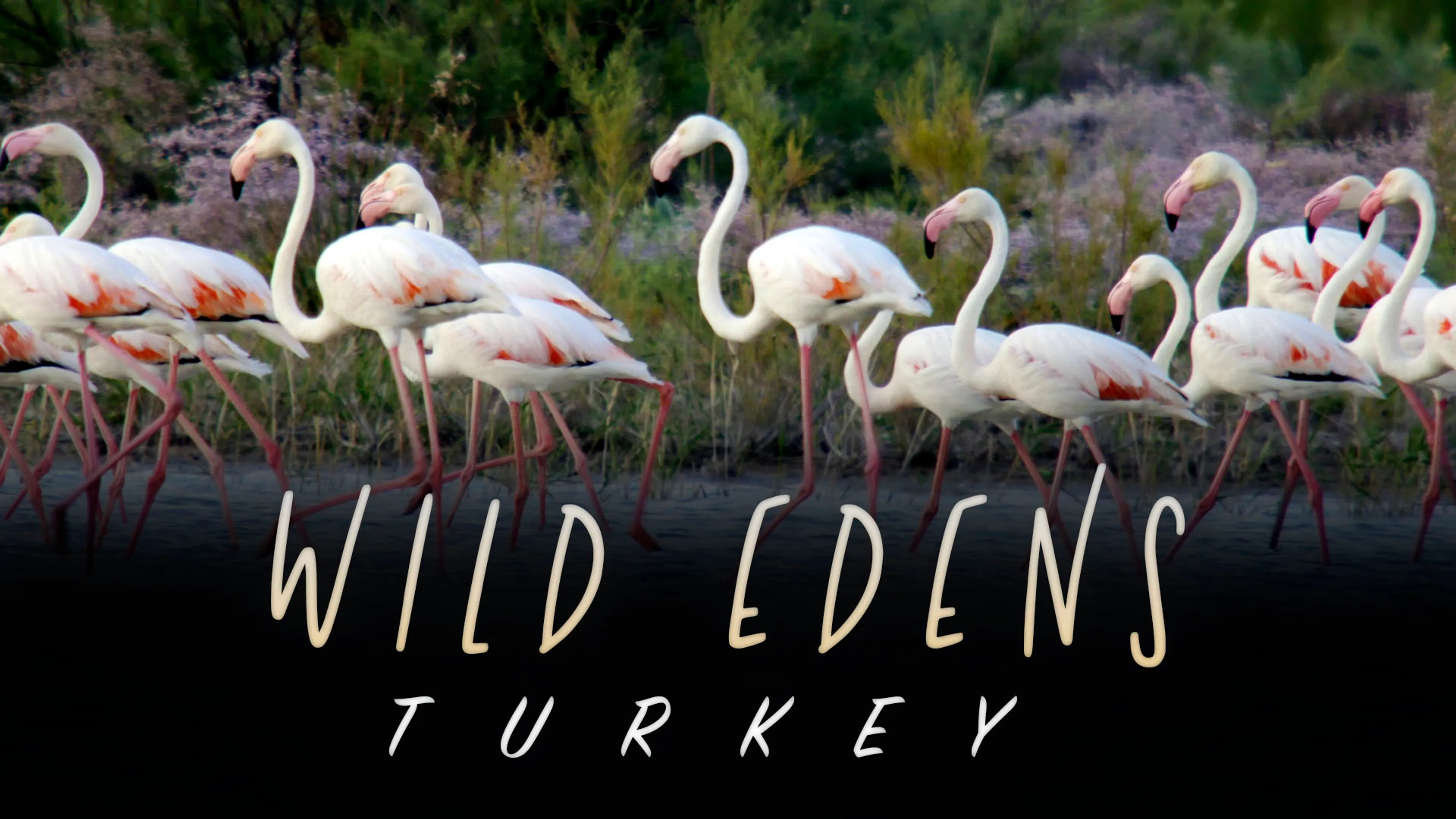 Wild Edens: Turkey poster